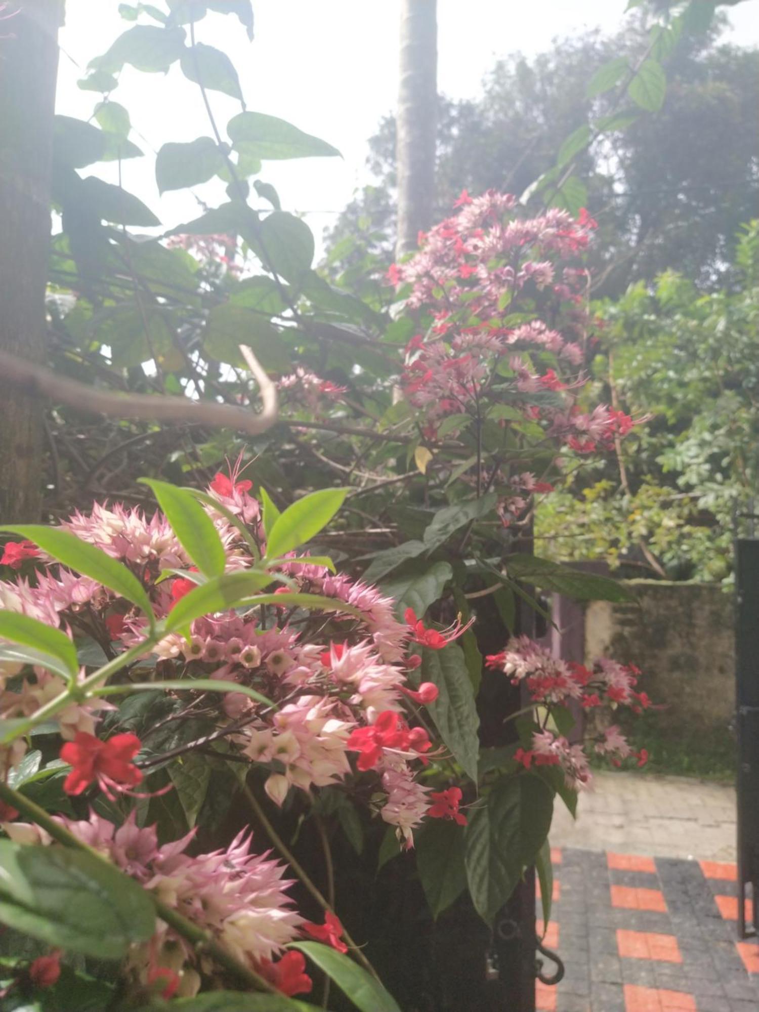 Alappuzha Paradise Inn Guest House المظهر الخارجي الصورة